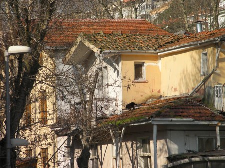 Cat on a roof black cat on a roof