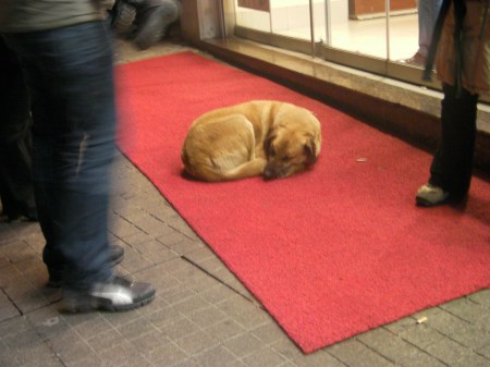 large yellow dog sleeping on a red carpet