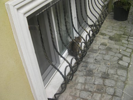 cat sitting in the basement window sill