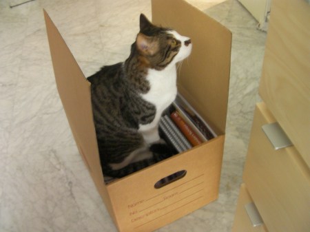 Bert in a Box tabby cat sitting in cardboard box
