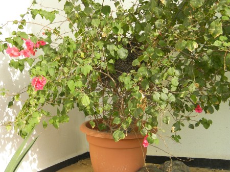 Bush with bees potted plant with a bee hive at its center