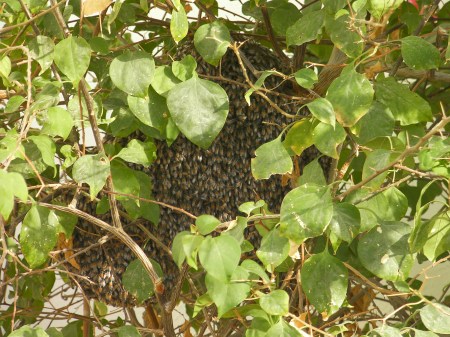 Bee hive close up of the bee hive
