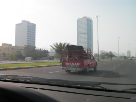 Bull in Truck large bull in a small Toyota truck