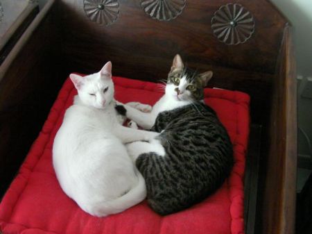 Bert and Oliver white cat and tabby napping together