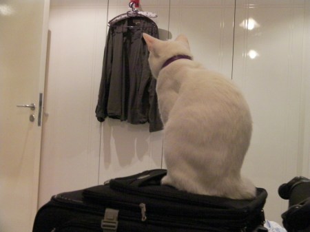 Oliver Packing Baggage white cat sitting on top of suitcase