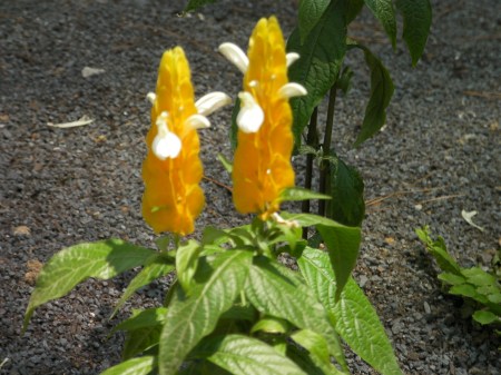 Golden Shrimp Plant yellow cone shaped flower