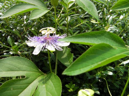 Purple Flower strange purple flower
