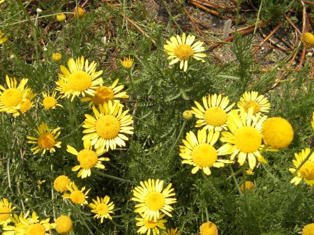 Yellow Daisies yellow daisies