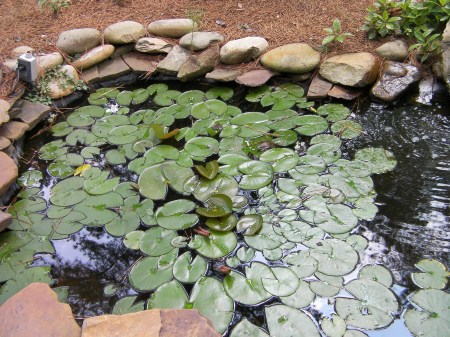 Lily pond lily pond