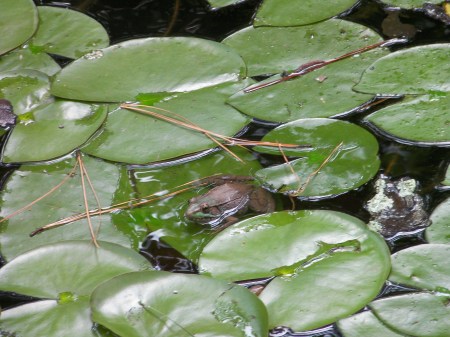 Lily pads and frog lily pads and frog