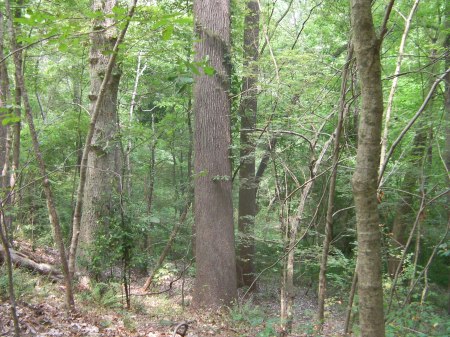 Forest forest
