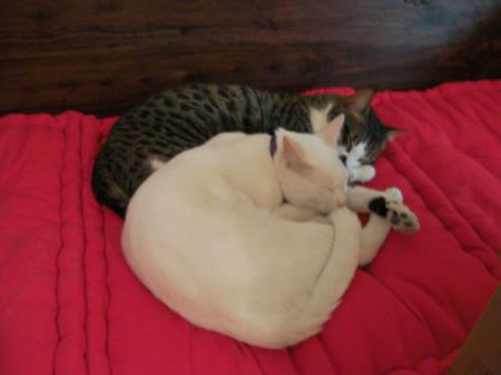 Cat Nap tabby and white cats curled up together