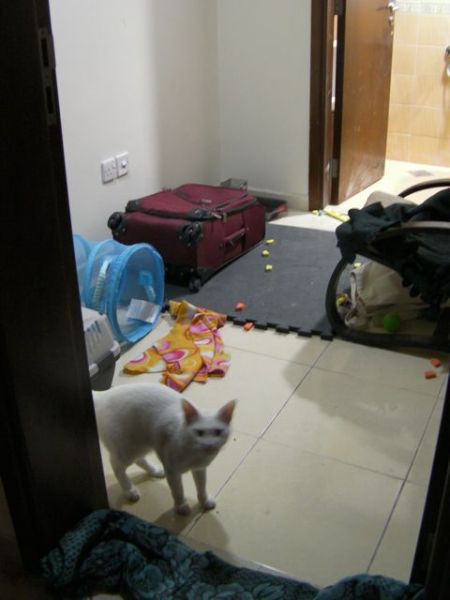 Cat's Room white cat in small room with toys