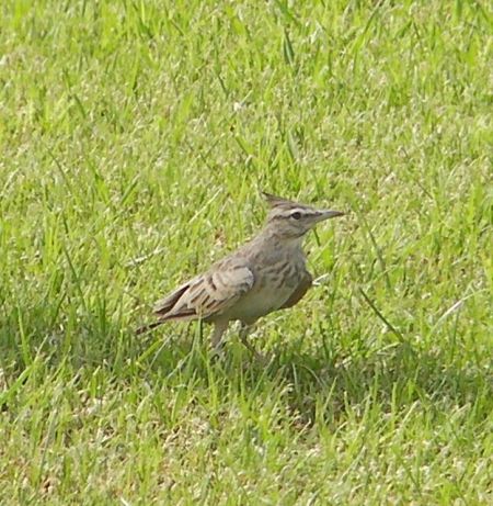 small brown bird with a pointed crest on his head