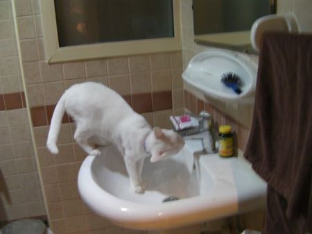 Faucet Drink white cat drinking out of a bathroom sink faucet