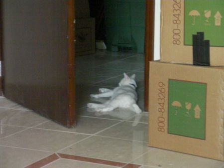 Moving is hard white cat lying on tile floor amidst moving boxes