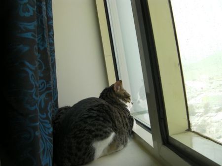Window Sill tabby cat sitting in a window sill