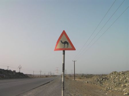 Camel Warning road sign warning of camels