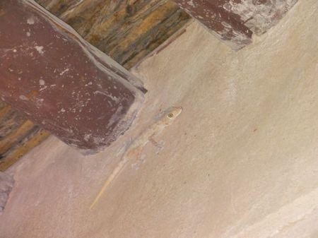 small lizard blending in on the wall