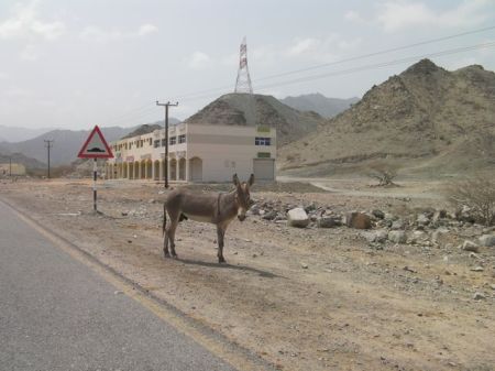Tan Donkey a tan donkey standing at the side of the road