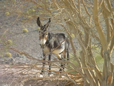 Black Donkey black donkey standing in the shade of a bush