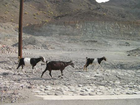 Three Goats three goats at side of the road