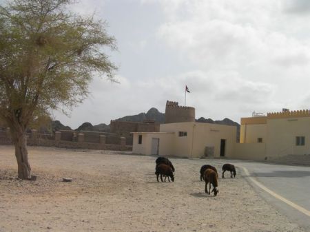 Ohala Sheep sheep with the Ohala Castle in the background