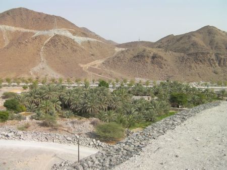 Wadi Al Helo Farm valley containing date palm trees