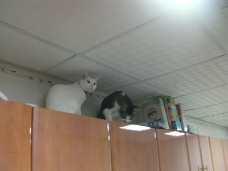 Kitchen Cabinets two cats on top of kitchen cabinets