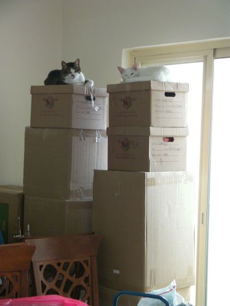 Stacks of Boxes two five foot stacks of boxes with a cat on top of each