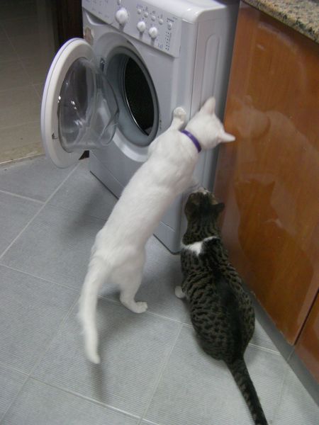 Laundry Machine two cats examining the new laundry machine