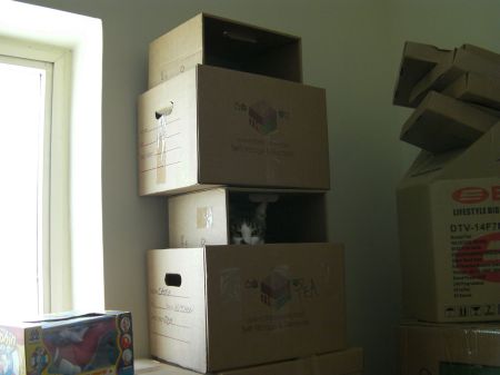 Stack of Boxes cat peeking out from a stack of boxes