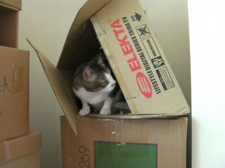TV Box cat in a cardboard box