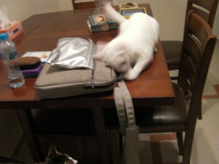 Laptop Bag cat wallowing on a laptop bag