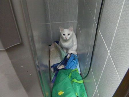 Time Out white cat sitting corner behind the refrigerator