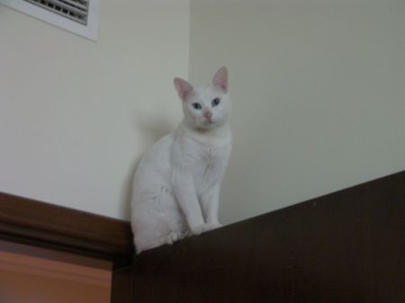 Dirty Nose white cat on top of a door with dirt on his nose