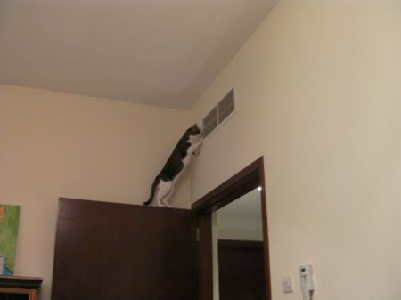 Air Con Inspection cat on top of door stretching up to look in a vent
