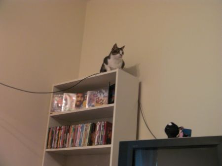 Top of Bookcase cat on top of a bookcase