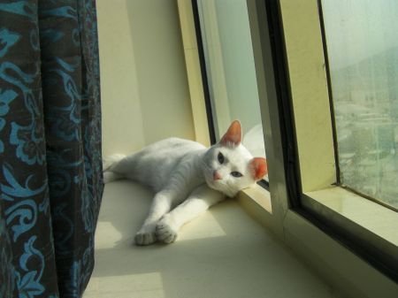 Oliver in the Window white cat laying on the window sill