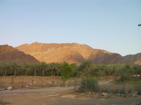 Bithnah Fort 3 date palm tree farm and mountains behind