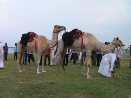 Caravan Camels two camels