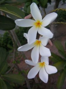 white flowers with 5 pedals and yellow centers