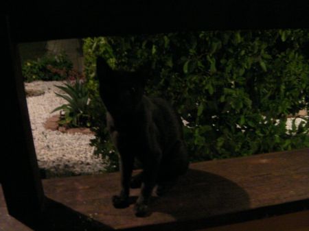 black cat