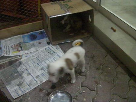 white puppy with brown spots, brown puppy with white spots