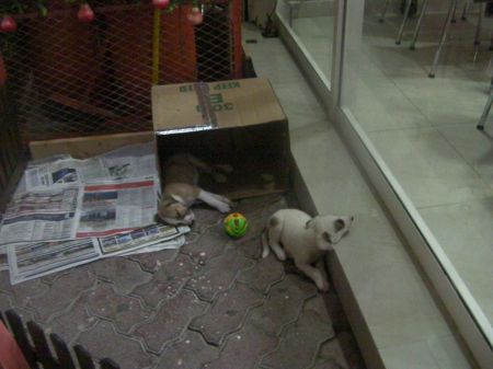 sleeping puppies