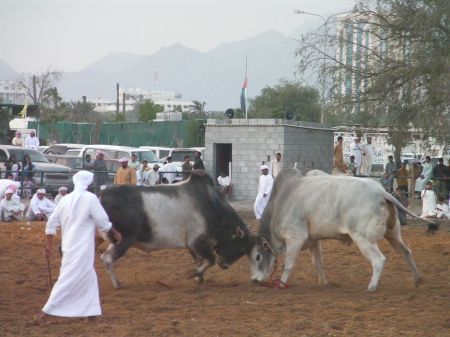 two bulls butting heads