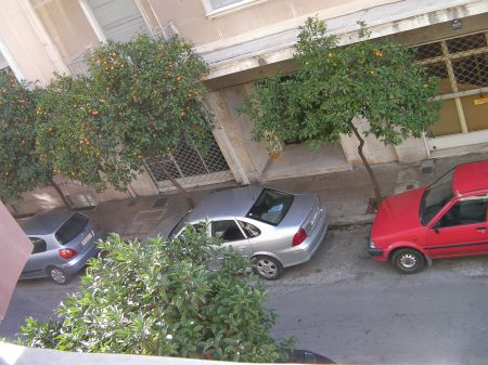 Street Scene street lined with mandarine trees