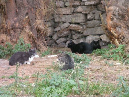 Cats two black and two grey stray cats