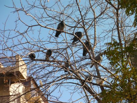 seven pigeons in a bare deciduous tree