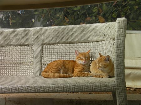 two orange cats curled up sleeping